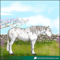 Horse Color:White Spotted Silver Black Sabino 