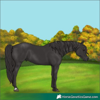 Horse Color:Smoky Black and Smoky Black