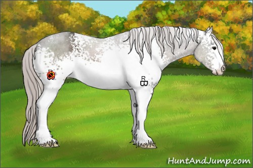 Horse Color:White Spotted Silver Black 