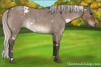 Horse Color:White Spotted Silver Brown Roan Dun 