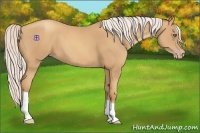 Horse Color:Silver Classic Champagne