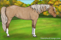 Horse Color:Silver Buckskin Roan Dun Tobiano Appaloosa 