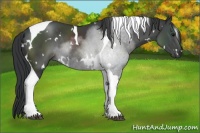 Horse Color:White Spotted Black Tobiano Rabicano 