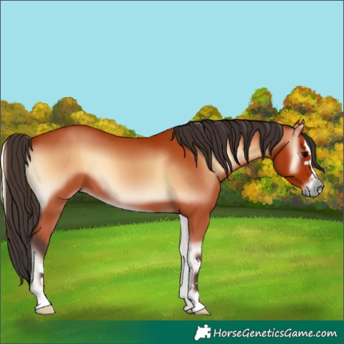 Horse Color:Bay Onyx 