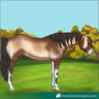 Horse Color:Bay Onyx 