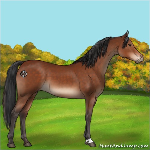 Horse Color:Brown 