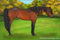 Horse Color:Void Bay 