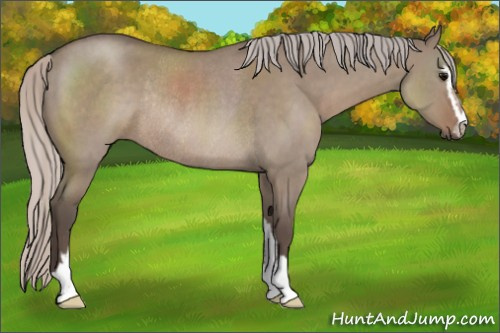 Horse Color:Silver Grullo Roan Sabino Rabicano 
