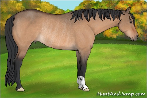 Horse Color:Brown Dun Rabicano 