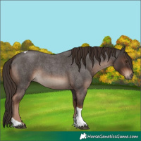 Horse Color:Liver Red Roan Tobiano 