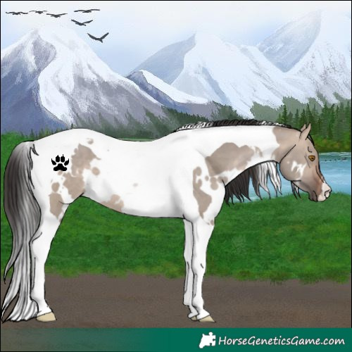 Horse Color:White Spotted Brown Dun Tobiano 