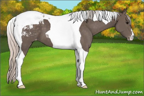 Horse Color:Silver Black Tobiano Appaloosa 