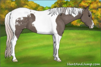 Horse Color:Silver Black Tobiano Appaloosa 