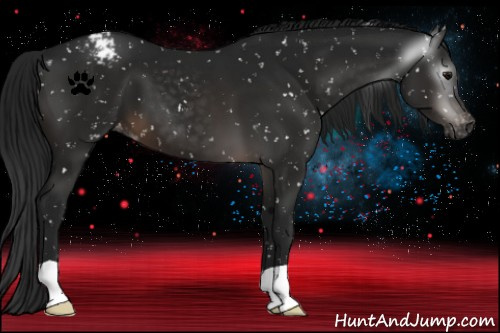 Horse Color:Gray Brown Appaloosa 