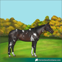 Horse Color:White Spotted Brown Tobiano 