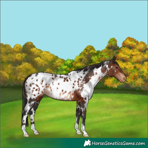 Horse Color:White Spotted Brown Near Leopard 