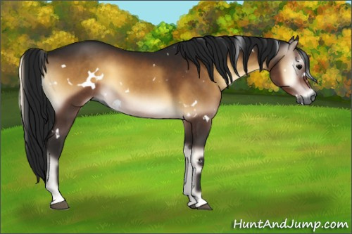 Horse Color:Gray White Spotted Brown Onyx 
