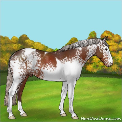 Horse Color:White Spotted Silver Brown Tobiano Rabicano 