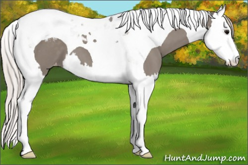 Horse Color:Silver Grullo Splash Tobiano Varnish 