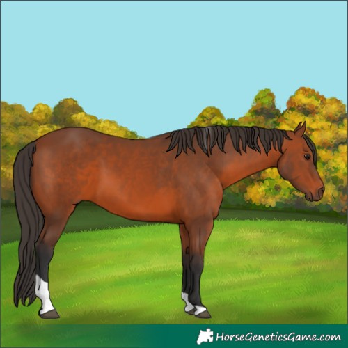 Horse Color:Bay Tobiano 