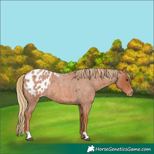 Horse Color:Red Roan Appaloosa 