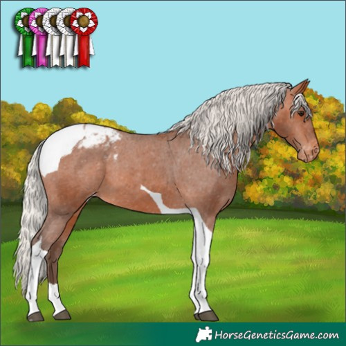 Horse Color:Silver Bay Tobiano Appaloosa