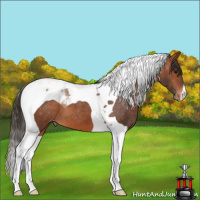 Horse Color:Bay Tobiano Appaloosa 
