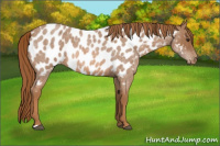 Horse Color:Red Roan Appaloosa Rabicano 