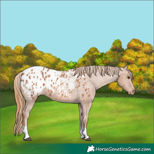 Horse Color:Chestnut Tobiano Appaloosa 