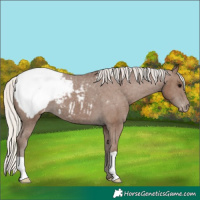 Horse Color:Silver Black Snowcap 