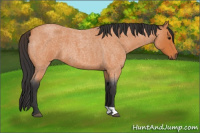 Horse Color:Bay Roan Tobiano