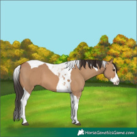 Horse Color:Bay Dun Splash Tobiano