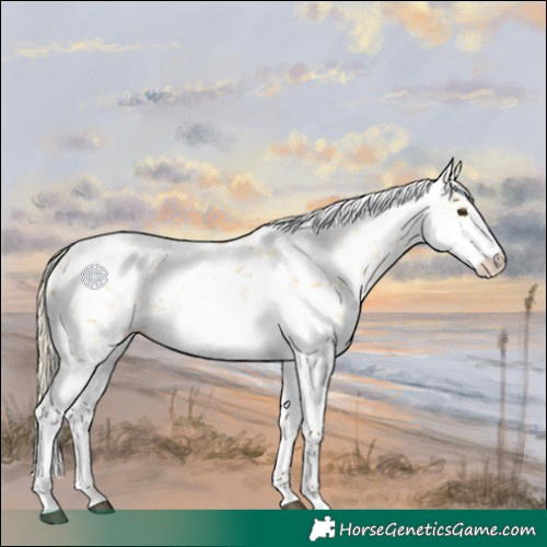 Horse Color:Palomino Sabino 