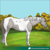 Horse Color:Grullo Tobiano Appaloosa 