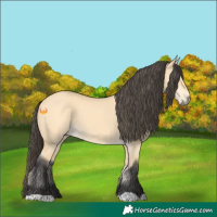 Horse Color:Buckskin Dun 