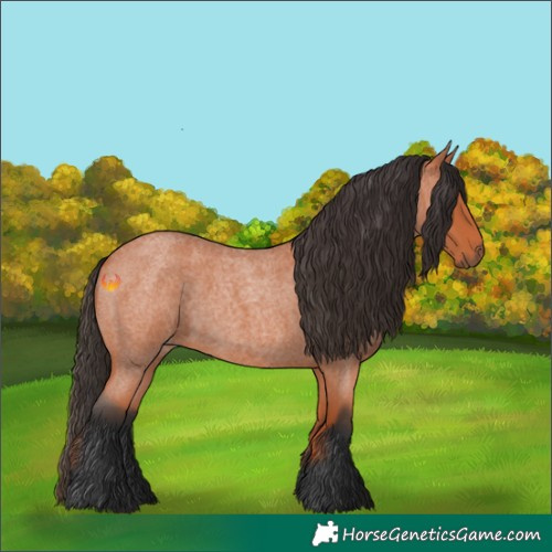 Horse Color:Bay Roan 