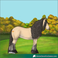 Horse Color:Buckskin 
