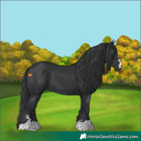 Horse Color:Black 