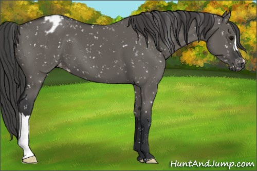 Horse Color:Grullo Snowflake Varnish 