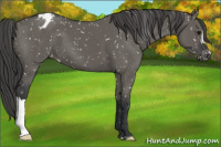 Horse Color:Grullo Snowflake Varnish 