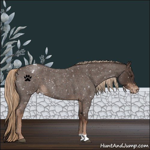 Horse Color:Liver Red Roan Appaloosa 
