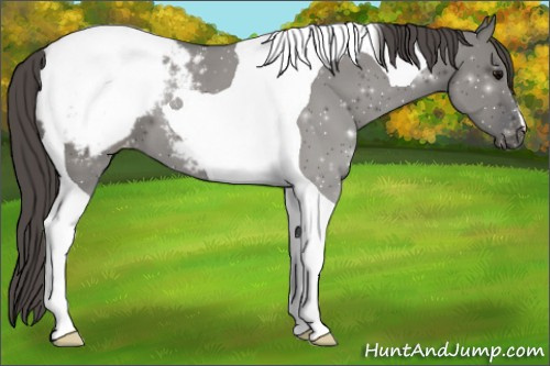 Horse Color:Grullo Tobiano Varnish