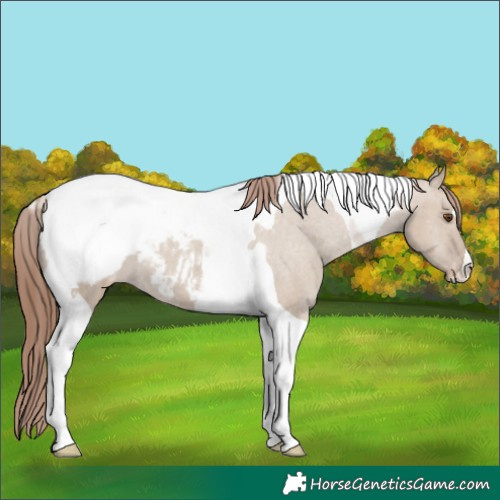 Horse Color:Classic Champagne Dun Tobiano Appaloosa 