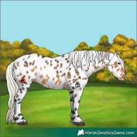 Horse Color:Silver Buckskin Leopard