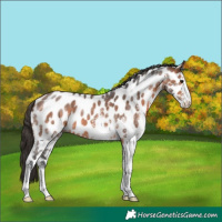 Horse Color:White Spotted Bay Appaloosa 