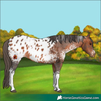 Horse Color:White Spotted Bay Tobiano Appaloosa Rabicano 