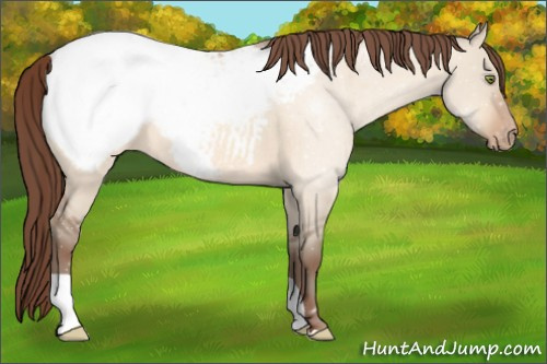 Horse Color:Sable Champagne Dun Snowcap 