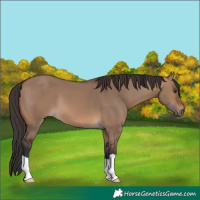 Horse Color:Brown Dun 