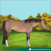 Horse Color:Brown Dun 
