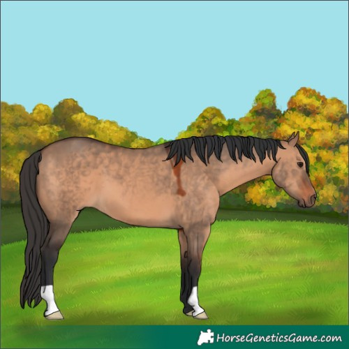 Horse Color:Brown Dun 